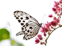 Butterfly breathing to boost fertility